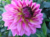  Dahlia x cultorum cv. Сеянец № 660
