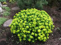  Euphorbia multiflora