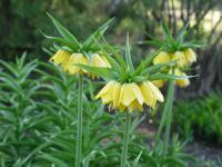 Fritillaria imperialis cv. Lutea