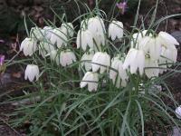 Fritillaria ruthenica f. alba