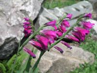  Gladiolus imbricatus