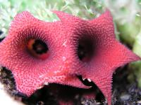  Huernia hystrix
