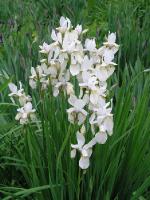  Iris sibirica cv. Alba