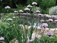 Allium ledebourianum