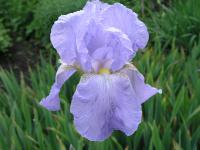  Iris x hybrida cv. Eleanor's Pride
