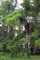  Larix sibirica