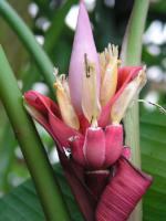  Musa velutina