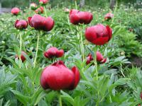  Paeonia x hybrida cv. Buckeye Bell