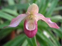  Paphiopedilum sedeni