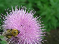  Rhaponticum cartamoides