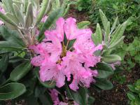 Rhododendron smirnowi