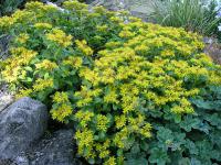  Sedum selskianum