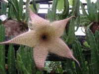  Stapelia gigantea