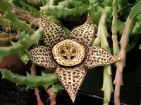  Stapelia variegata