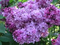  Syringa vulgaris cv. Миссис Эдвард Хардинг