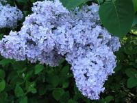  Syringa vulgaris cv. Президент Греви