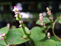  Basella alba cv. Rubra