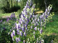  Aconitum napellus
