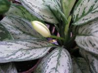  Aglaonema commutatum cv. Sylver Qeen