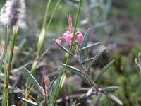  Andromeda polifolia