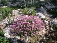  Arabis alpina “Rosea”