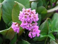 Bergenia crassifolia