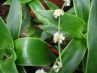  Callisia fragrans