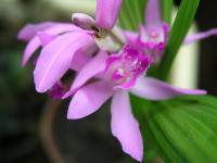  Bletilla striata