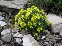 Draba laziocarpa