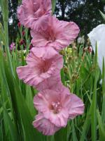  Gladiolus x hybridus “Шоколадница”