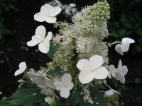  Hydrangea paniculata cv. Kiuschu