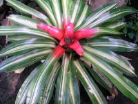  Neoregelia corolinea f. Tricolor