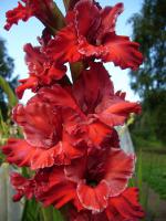  Gladiolus x hybridus «Серебряный мираж»