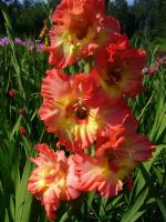  Gladiolus x hybridus «Профессор Паролек»