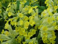  Primula veris