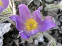  Pulsatilla patens