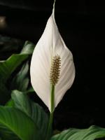  Spatiphyllum wallisii cv. Купидон