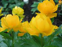  Trollius asiaticus