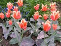  Tulipa greigii