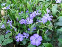  Vinca minor