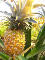  Ananas comosus
