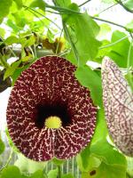 Aristolochia elegans