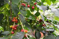  Coffea arabica