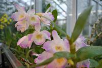  Dendrobium nobile