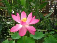  Nelumbo nucifera