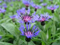 Centaurea montana