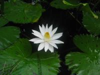  Nymphaea lotus