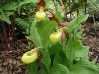 Cypripedium calceolus